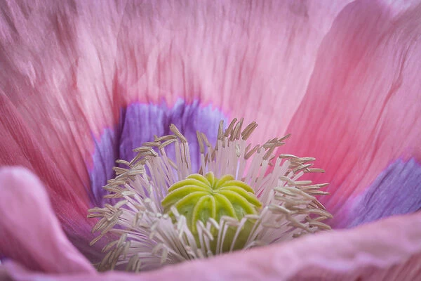 USA, Washington, Seabeck. Inside of poppy flower