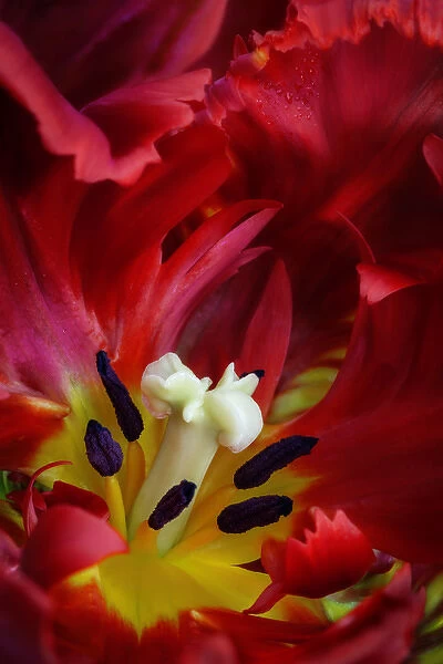 USA, Washington, Seabeck. Interior of parrot tulip flower