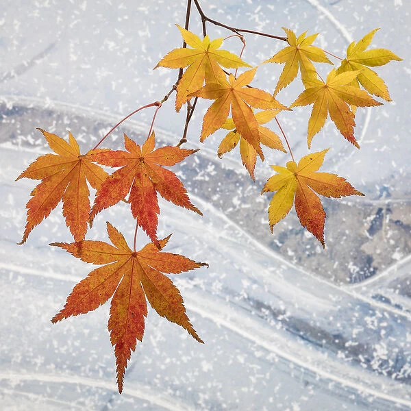USA, Washington, Seabeck. Japanese maple leaves and ice