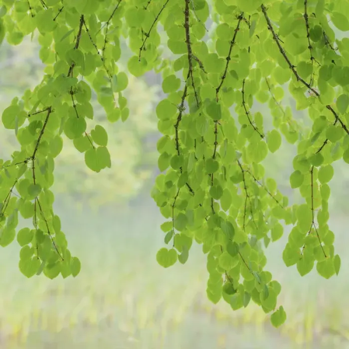 Framed Print : USA, Washington, Seabeck. Katsura tree limbs in springtime Framed Print : USA, Washington, Seabeck. Katsura tree limbs in springtime