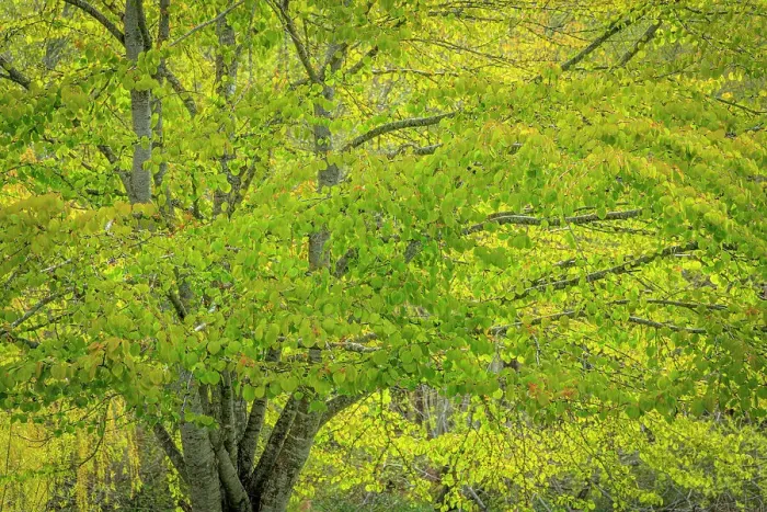 Framed Print : USA, Washington, Seabeck. Katsura tree in spring Framed Print : USA, Washington, Seabeck. Katsura tree in spring