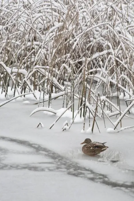 Framed Print : USA, Washington, Seabeck. Lone mallard duck sits on icy pond Framed Print : USA, Washington, Seabeck. Lone mallard duck sits on icy pond