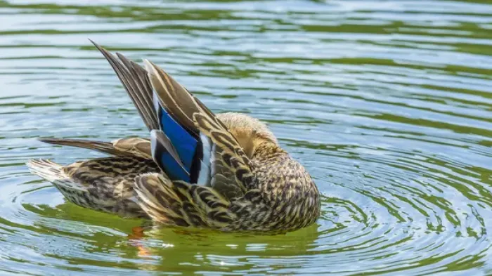 Framed Print : USA, Washington, Seabeck. Mallard duck preening in water