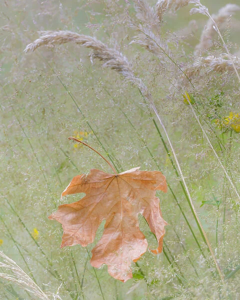 USA, Washington, Seabeck. Maple leaf in meadow grasses in meadow