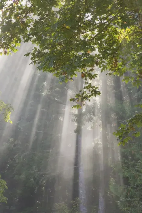 Framed Print : USA, Washington, Seabeck. Morning sun breaking through foggy trees in Scenic Beach State Park