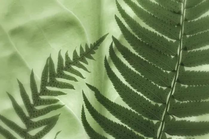 Framed Print : USA, Washington, Seabeck. Oak fern and sword fern on backlit skunk cabbage leaf. Credit as Framed Print : USA, Washington, Seabeck. Oak fern and sword fern on backlit skunk cabbage leaf. Credit as