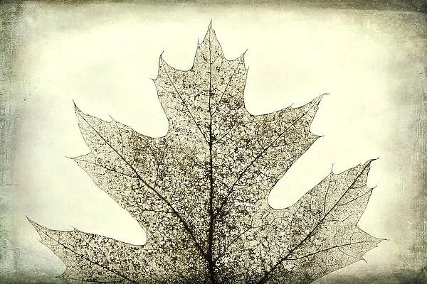 USA, Washington, Seabeck. Oak leaf abstract
