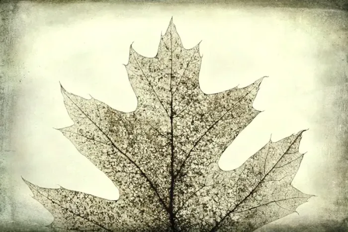 Framed Print : USA, Washington, Seabeck. Oak leaf abstract Framed Print : USA, Washington, Seabeck. Oak leaf abstract