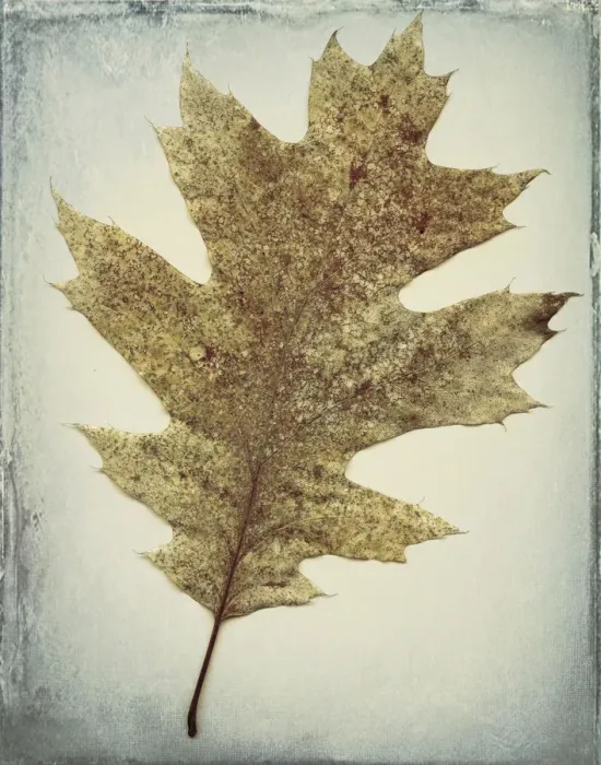 Framed Print : USA, Washington, Seabeck. Oak leaf close-up Framed Print : USA, Washington, Seabeck. Oak leaf close-up