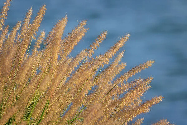 USA, Washington, Seabeck. Ornamental grasses and background water