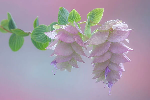 USA, Washington, Seabeck. Ornamental oregano blossoms close-up