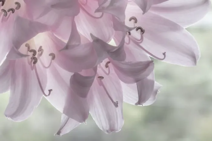 Framed Print : USA, Washington, Seabeck. Pale pink lilies close-up. Credit as Framed Print : USA, Washington, Seabeck. Pale pink lilies close-up. Credit as