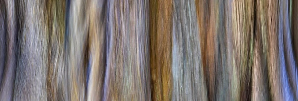 USA, Washington, Seabeck. Panoramic abstract of tree trunk and limbs