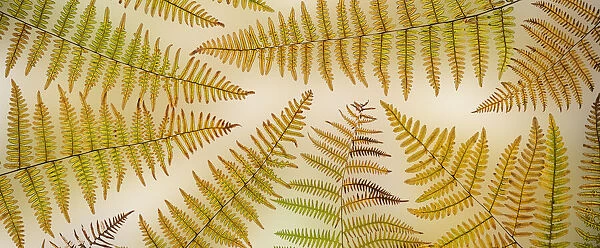 USA, Washington, Seabeck. Panoramic of bracken fern pattern