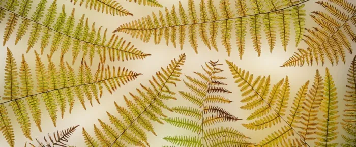 Framed Print : USA, Washington, Seabeck. Panoramic of bracken fern pattern Framed Print : USA, Washington, Seabeck. Panoramic of bracken fern pattern