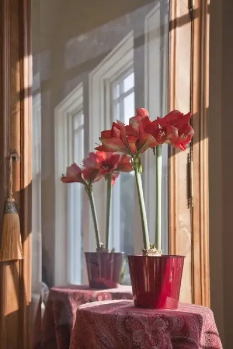 Framed Print : USA, Washington, Seabeck. Pot with Ferrari ameryllis flowers lit by sunlight streaming Framed Print : USA, Washington, Seabeck. Pot with Ferrari ameryllis flowers lit by sunlight streaming