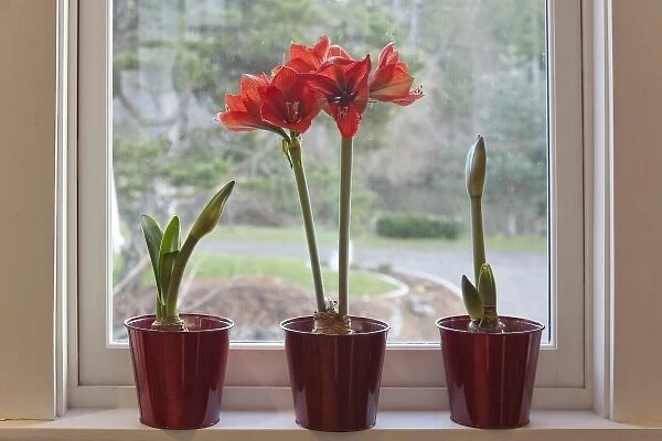 USA, Washington, Seabeck. Pots with Ferrari ameryllis plants on window sill