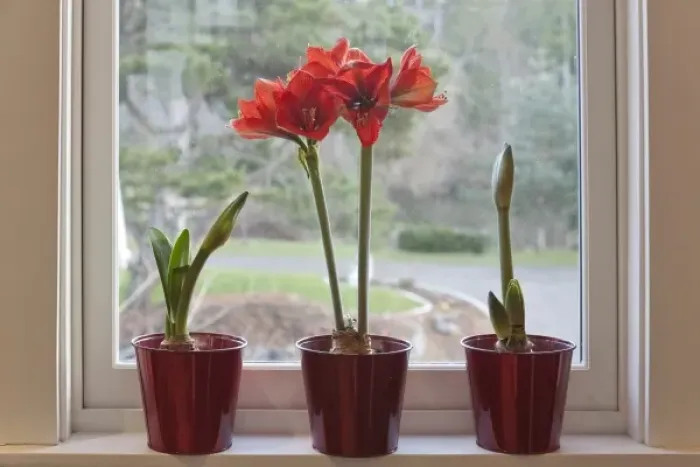 Framed Print : USA, Washington, Seabeck. Pots with Ferrari ameryllis plants on window sill