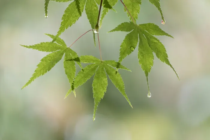 Framed Print : USA, Washington, Seabeck. Raindrops on Japanese maple leaves