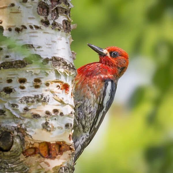 USA, Washington, Seabeck. Red-breasted sapsucker on paper birch tree. Credit as