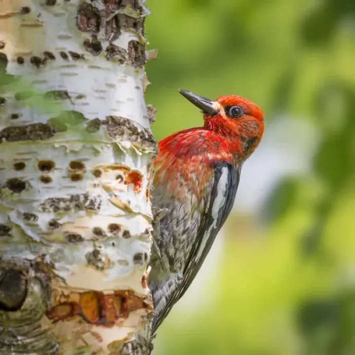 Framed Print : USA, Washington, Seabeck. Red-breasted sapsucker on paper birch tree. Credit as Framed Print : USA, Washington, Seabeck. Red-breasted sapsucker on paper birch tree. Credit as