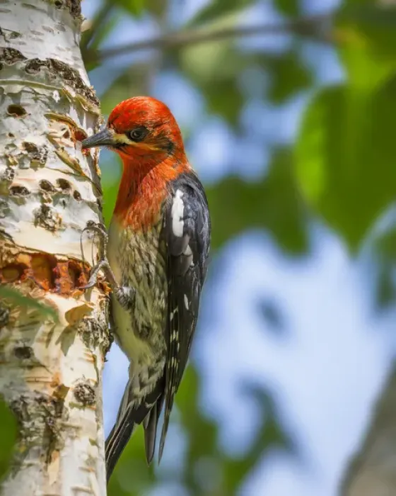 Framed Print : USA, Washington, Seabeck. Red-breasted sapsucker on paper birch tree. Credit as