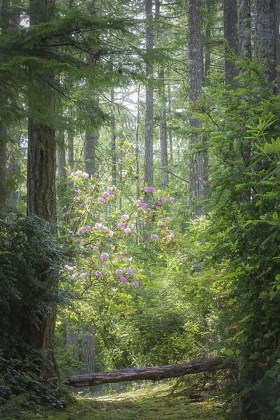 USA, Washington, Seabeck. Rhododendron blooms in a forest