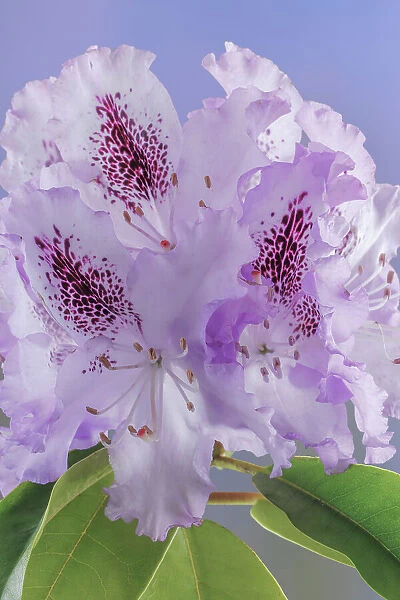 USA, Washington, Seabeck. Rhododendron blossoms close-up