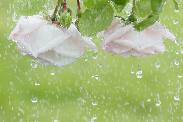 USA, Washington, Seabeck. Roses in rainfall