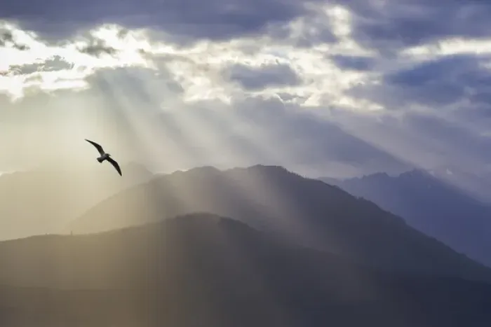 Framed Print : USA, Washington, Seabeck. Seagull and God rays over the Olympic Mountains. Credit as Framed Print : USA, Washington, Seabeck. Seagull and God rays over the Olympic Mountains. Credit as