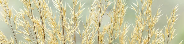 USA, Washington, Seabeck. Seed heads of giant feather grass