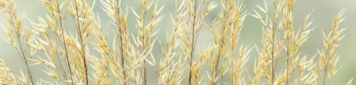 Framed Print : USA, Washington, Seabeck. Seed heads of giant feather grass