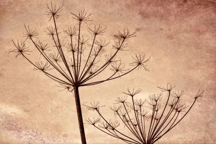 Framed Print : USA, Washington, Seabeck. Silhouette of Queen Annes lace plants Framed Print : USA, Washington, Seabeck. Silhouette of Queen Annes lace plants