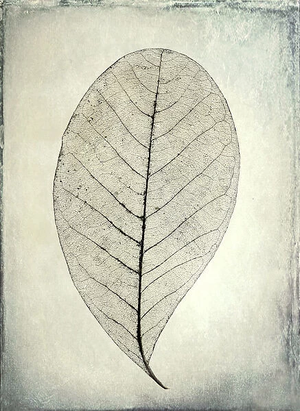 USA, Washington, Seabeck. Skeletonized leaf close-up