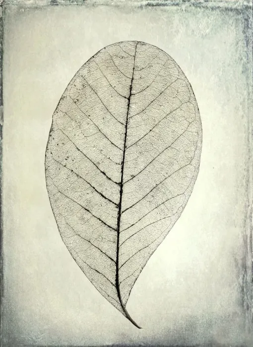 Framed Print : USA, Washington, Seabeck. Skeletonized leaf close-up Framed Print : USA, Washington, Seabeck. Skeletonized leaf close-up