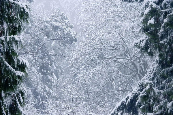 USA, Washington, Seabeck. Snowstorm in a foggy forest. Credit as: Don Paulson  /  Jaynes