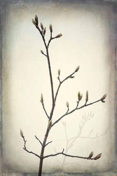 USA, Washington, Seabeck. Spring buds forming on bigleaf maple tree branch. Credit as