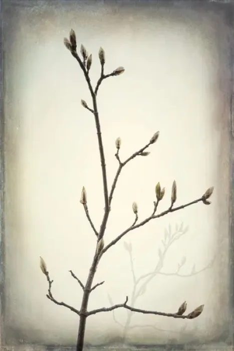 Framed Print : USA, Washington, Seabeck. Spring buds forming on bigleaf maple tree branch. Credit as Framed Print : USA, Washington, Seabeck. Spring buds forming on bigleaf maple tree branch. Credit as