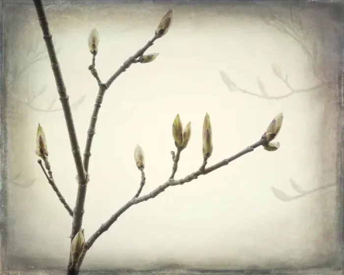 Framed Print : USA, Washington, Seabeck. Spring buds forming on bigleaf maple tree branch. Credit as Framed Print : USA, Washington, Seabeck. Spring buds forming on bigleaf maple tree branch. Credit as