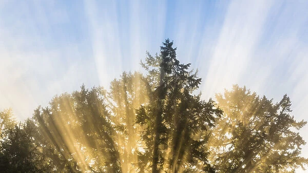 USA, Washington, Seabeck. Sun rays through fir trees
