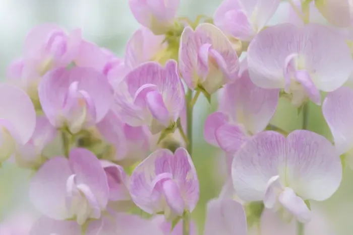 Framed Print : USA, Washington, Seabeck. Detail of sweet pea blossoms Framed Print : USA, Washington, Seabeck. Detail of sweet pea blossoms