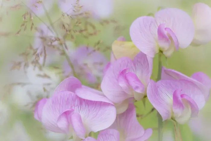 Framed Print : USA, Washington, Seabeck. Detail of sweet pea blossoms Framed Print : USA, Washington, Seabeck. Detail of sweet pea blossoms