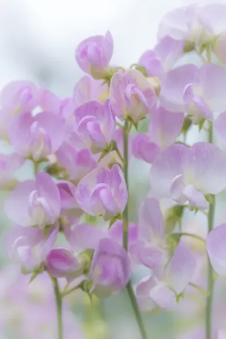 Framed Print : USA, Washington, Seabeck. Sweet pea blossoms Framed Print : USA, Washington, Seabeck. Sweet pea blossoms