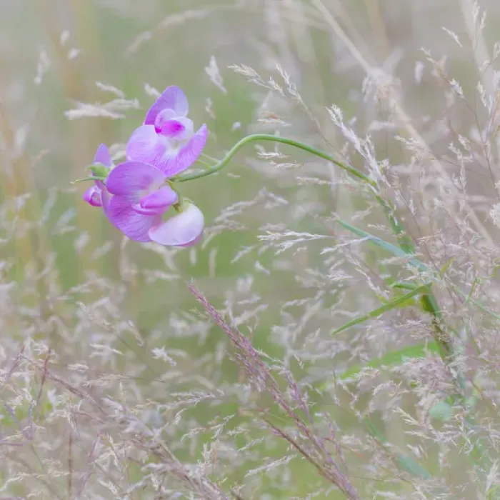 Framed Print : USA, Washington, Seabeck. Sweetpea blossoms in meadow Framed Print : USA, Washington, Seabeck. Sweetpea blossoms in meadow
