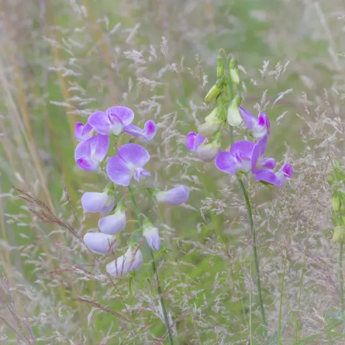 Framed Print : USA, Washington, Seabeck. Sweetpea blossoms in meadow