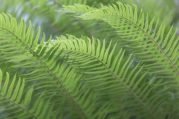 USA, Washington, Seabeck. Sword fern close-up
