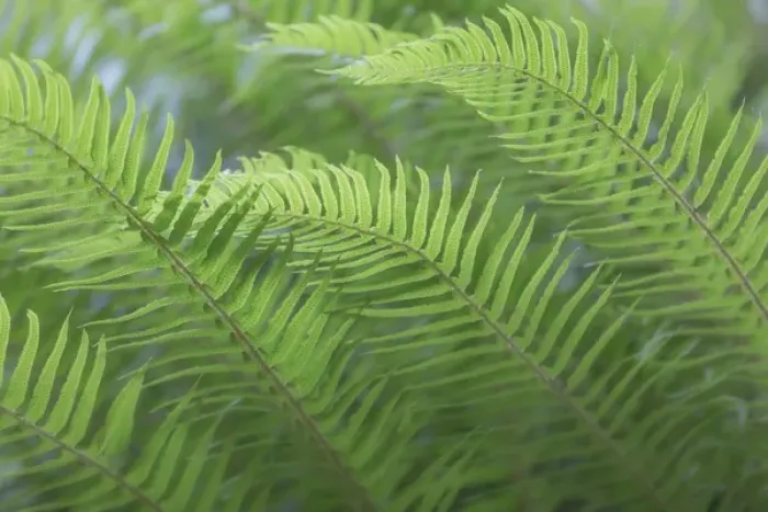Framed Print : USA, Washington, Seabeck. Sword fern close-up Framed Print : USA, Washington, Seabeck. Sword fern close-up