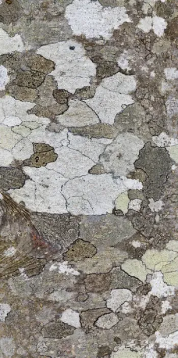 Framed Print : USA, Washington, Seabeck. Tree bark with lichen growth