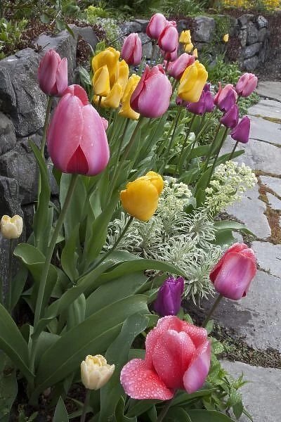 USA, Washington, Seabeck. Tulips line garden wall