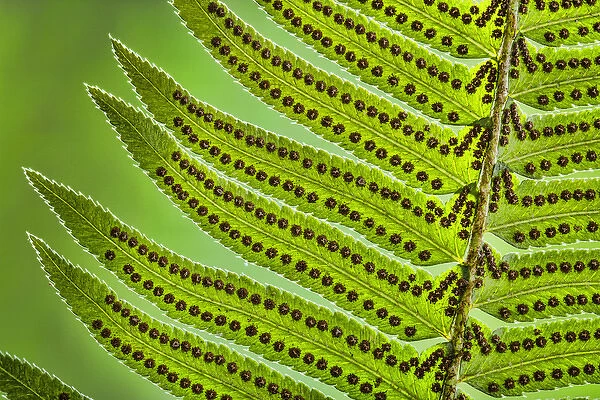 USA, Washington, Seabeck. Underside close-up of sword fern frond